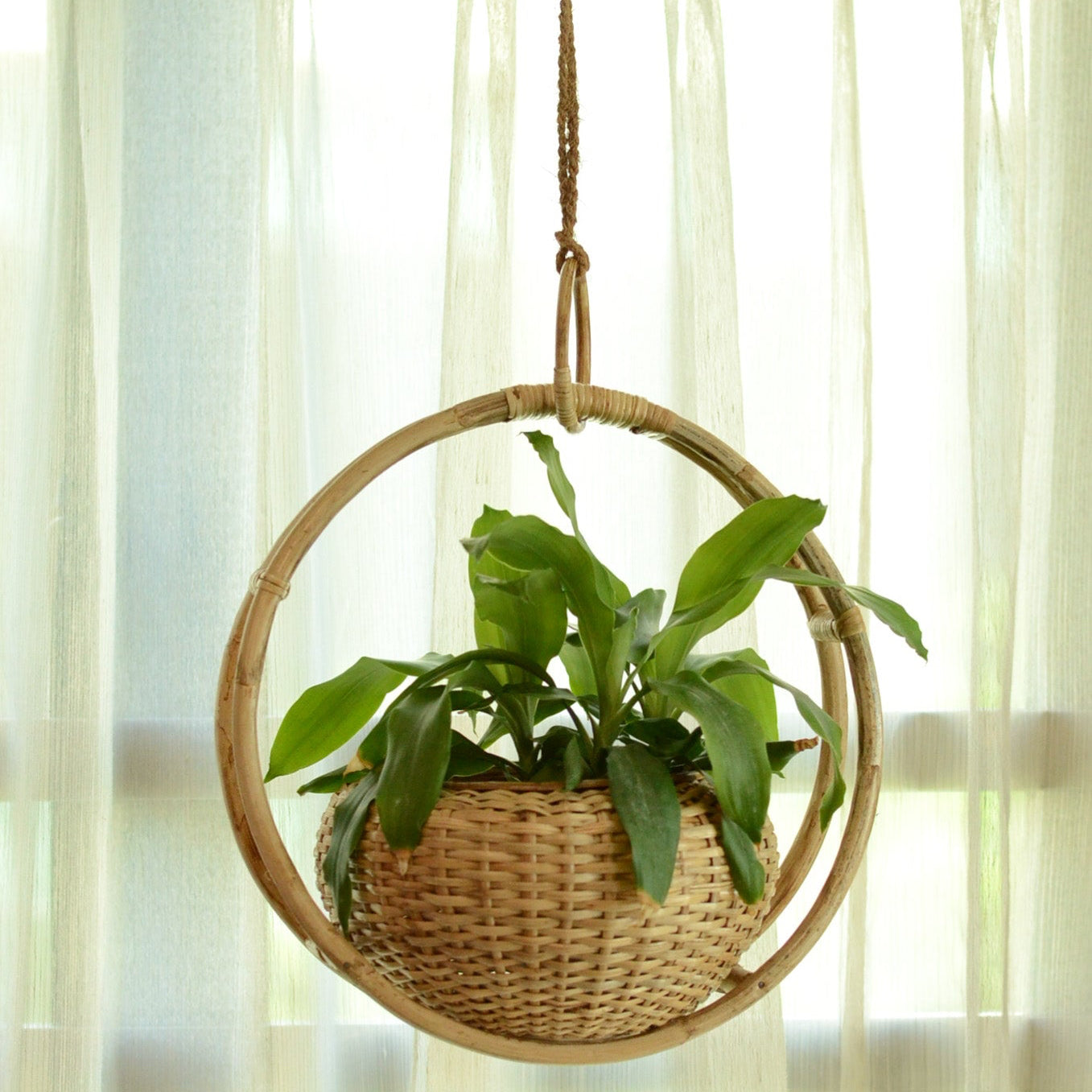 Hanging woven basket with a plant against a light curtain background